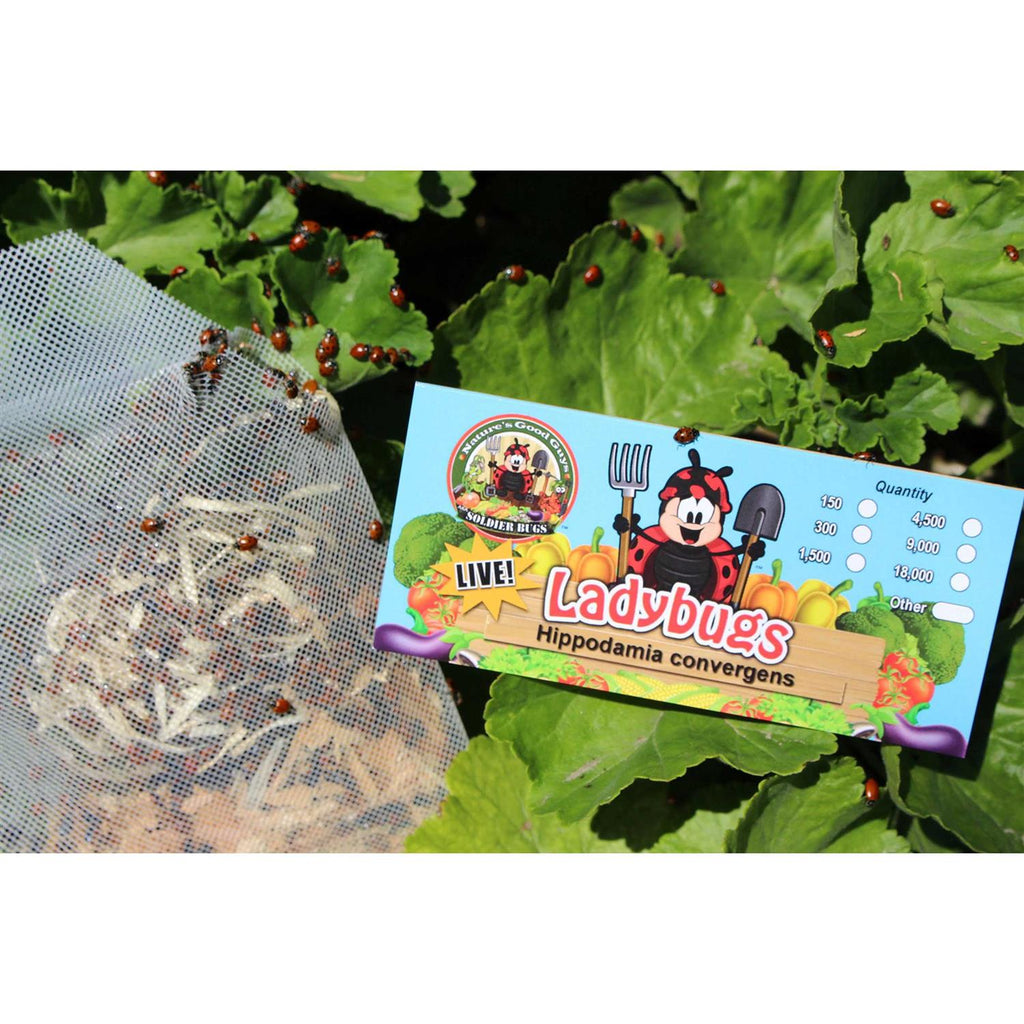 300 Live Ladybugs G6878