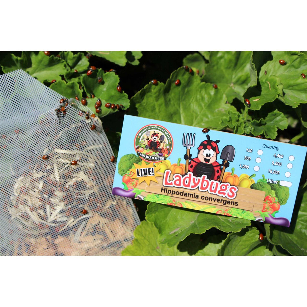 300 Live Ladybugs G6878