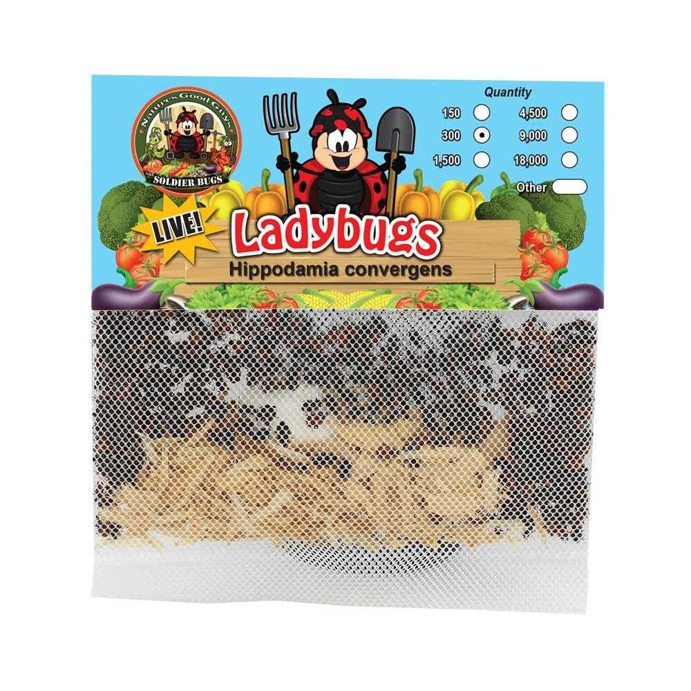 300 Live Ladybugs G6878