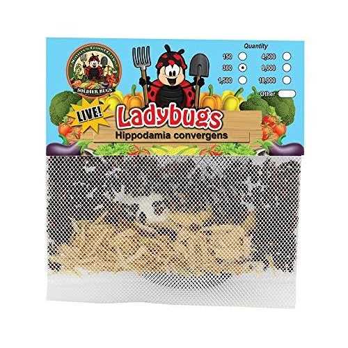 300 Live Ladybugs G6878