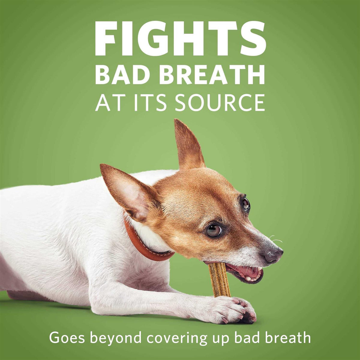 Daily Oral Care Mini Dog Chews B664