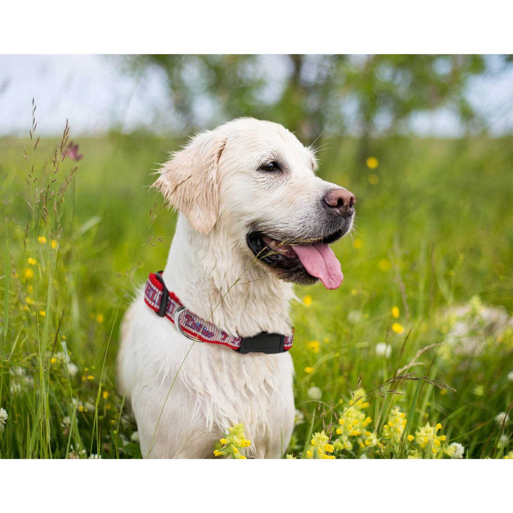 Pet Dog Collar V65571