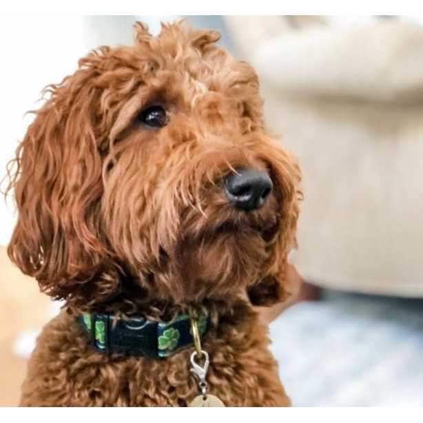 Dog Collar F2958