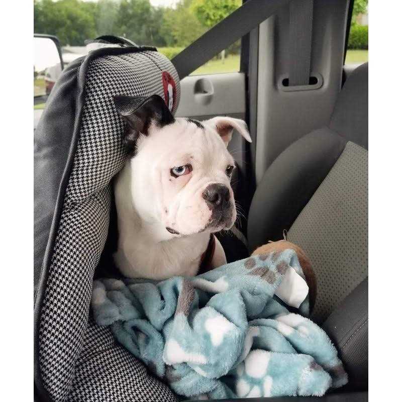 Dog Car Seat for Small and Medium Dogs U298