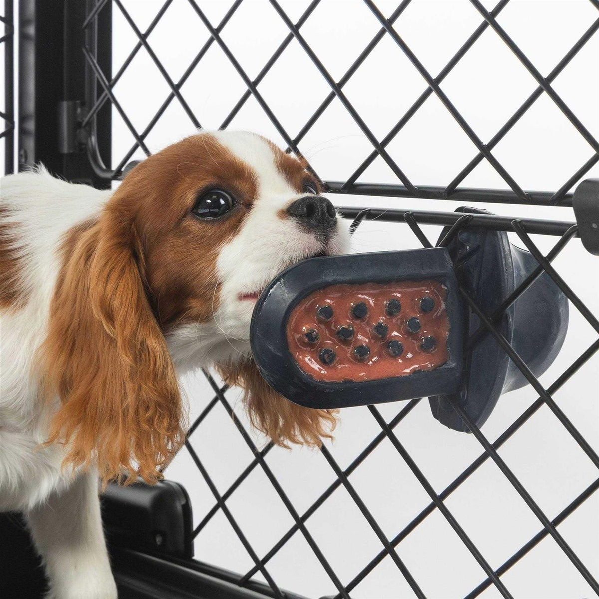 Dog Crate Training Aid P2997