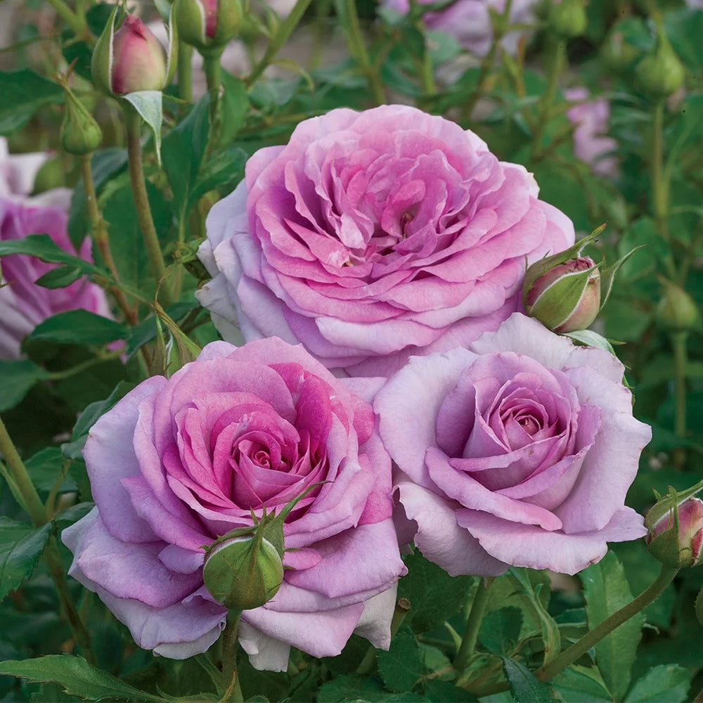 Live Floribunda Rose Bush N43531