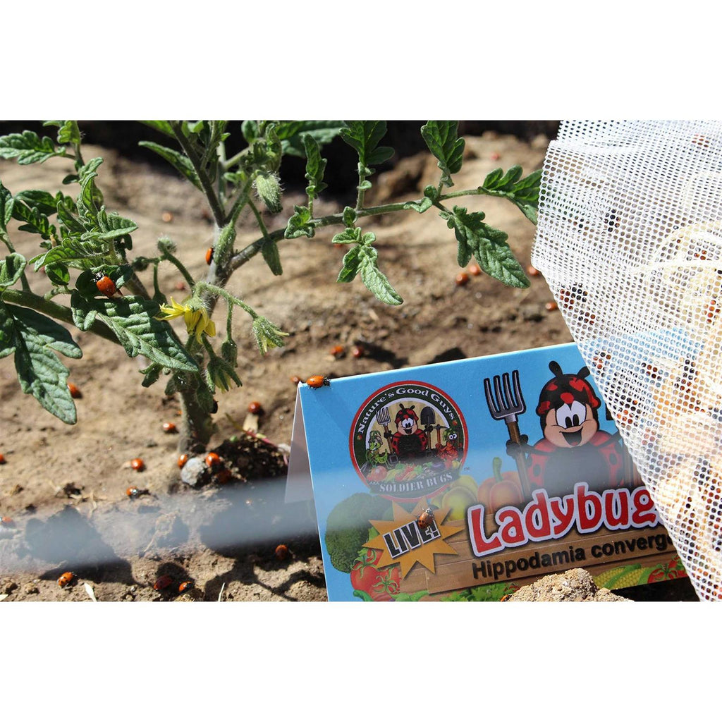 300 Live Ladybugs G6878