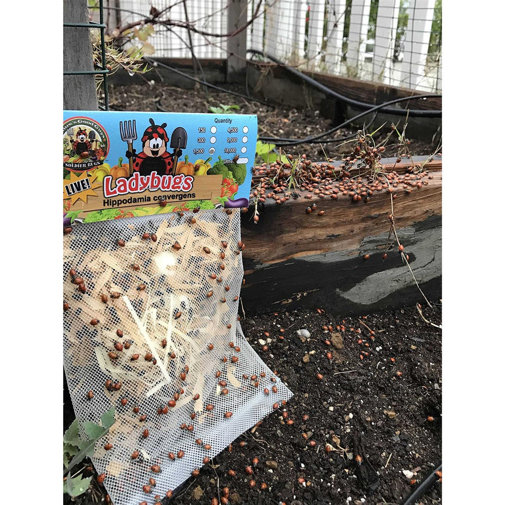 300 Live Ladybugs G6878