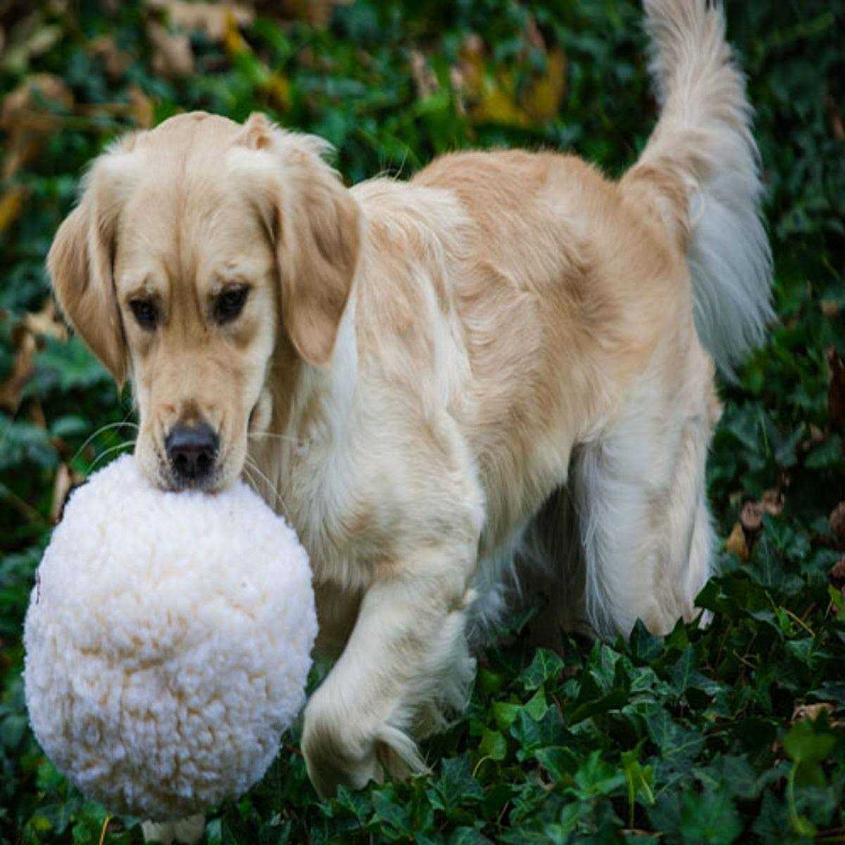 Fleece Ball Dog Toy L669